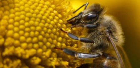 La abeja es un eficiente agente de polinización de las plantas.