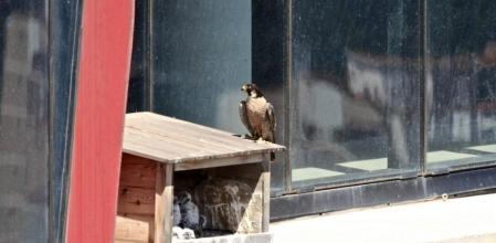 Las crías han nacido en las cajas nido