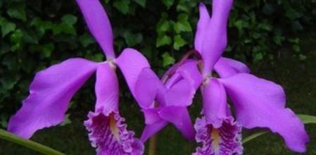 El polen de flores y plantas es una de las causas más comunes de alergia