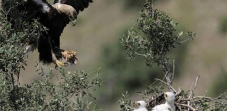 Un águila imperial ibérica llega con una liebre al nido para alimentar a sus polluelos en un lugar aislado de Sierra Morena (Andalucía)