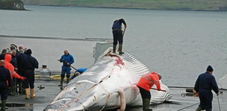 Despiece de una ballena en el puerto de Hvalfjorour, cerca de Reykjavik (Islandia)