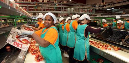Trabajadores de Fruits de Ponent colocan los melocotones en cajas