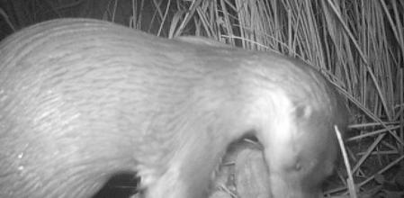 El ejemplar de nutria fue detectado en el río Montsant, en Margalef (Priorat), dentro del Parc Natural de la Serra del Montsant
