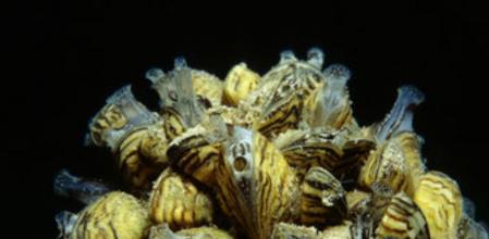 Mejillón Cebra: Daña depósitos de aguas, embarcaciones y motores. Coloniza tuberías y conducciones de agua, con lo que pone en peligro los abastecimientos de agua.