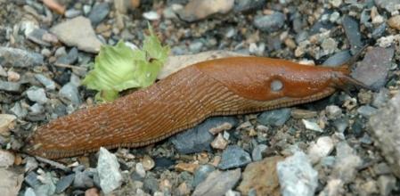 Babosa española, de nombre científico 'Arion vulgaris´ o 'Arion lusitanicus'