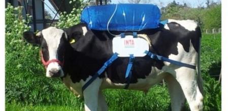 Vaca con una de las mochilas de captura de gas diseñada por los técnicos del INTA de Argentina