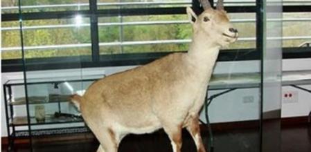 Ejemplar disecado de bucardo que se conserva en Ordesa