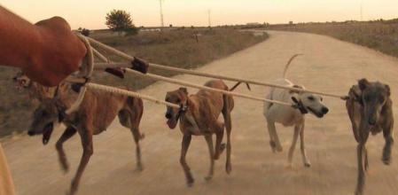 Imagen del documental 'Febrero, el miedo de los galgos'
