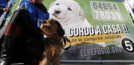Uno de los tres cachorros abandonados de la protectora de animales El Refugio, que han acudido hoy a la Puerta del Sol para 'vender lotería'