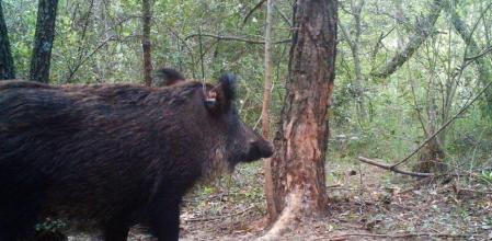Imagen de un jabalí en el Parc Natural de Sant Llorenç del Munt i l'Obac con un dispositivo GPS