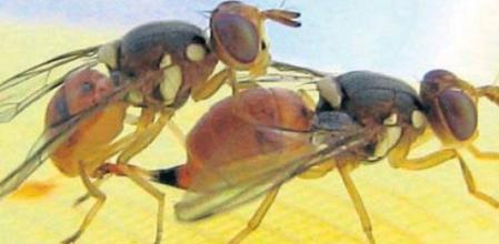 El experimento estaba preparado para que las moscas hembra murieran en la fase de larva hasta vencer la plaga