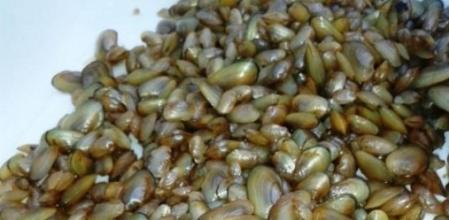 Náyades o mejillones de agua dulce criados por los expertos del proyecto Estany, en el lago de Banyoles