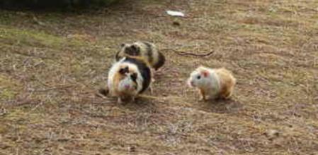 Conejos y cobayas viven tranquilamente en esta rotonda del barrio de Sant Pere i Sant Pau de Tarragona