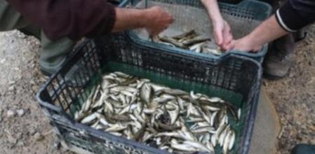 Especies invasoras exóticas eliminadas del lago de Banyoles