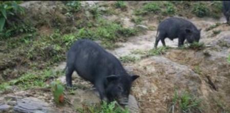 Cerdo vietnamita, raza asiática del cerdo doméstico