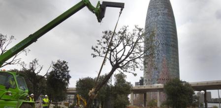 Traslado de las encinas del parque de la plaza de las Glòries, dentro del anillo viario