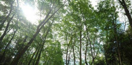 Los bosques españoles, muy sensibles al cambio climático