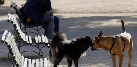 Perros en una plaza de Barcelona, en una imagen de archivo