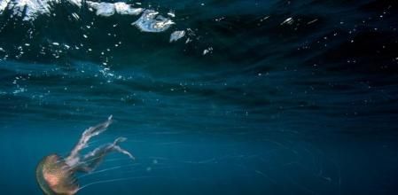 Trabajos experimentales demuestran que el calentamiento del agua puede favorecer la proliferación de medusas y que la acidificación no parece afectarles negativamente.