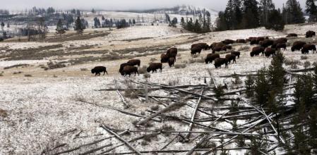 Una manada de bisontes busca hierba bajo la nieve recién caída en el parque nacional de Yellowstone, en las Montañas Rocosas de Estados Unidos.