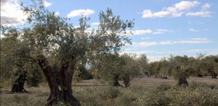 Olivar en periodo de poda, en Valdemoro (Madrid)