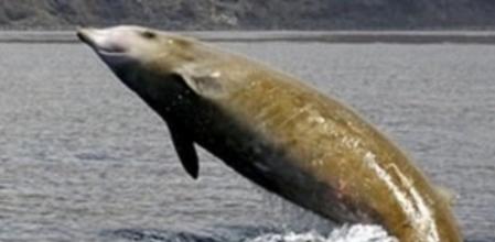 Zifio o ballenato de Cuvier (Ziphius cavirostris)