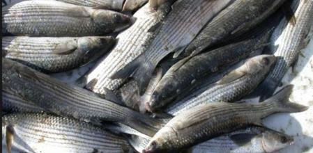 El muble o lisa ('Chelon labrosus'), es una especie de pez marino de la familia mugílidos, distribuida por la costa noreste del océano Atlántico, mar Mediterráneo, mar del Norte, mar Báltico y el mar Negro