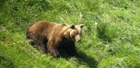 Oso pardo, ejemplar macho adulto en la cordillera cantábrica