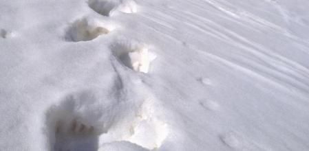 Primeros rastros de oso localizados esta primavera por el equipo de seguimiento de Depana