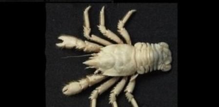 Crustaceo 'Munidopsis anaramosae', descuebierto por un equipo del Instituto Español de Oceanografía y de la Facultad de Ciencias del Mar de la Universidad de Vigo a 1.000 metros de profundidad frente a las costas de Mauritania