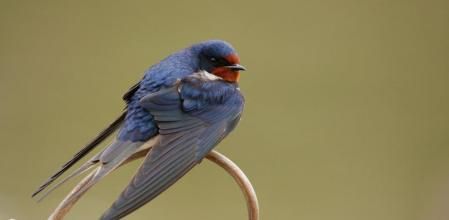 La golondrina (Hirundo rustica) es una especie vulnerable, categoría similar a la de la cigüeña negra o el buitre negro