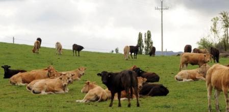 Ganado vacuno pastoreando en los prados del Mas de Gras