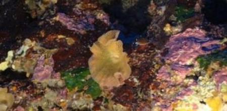 Algunos fondos marinos de las Baleares, más protegidos a partir de ahora