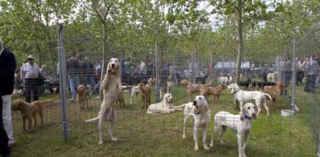 Perros de caza en una edición de la Fira del Caçador de Solsona