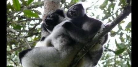 Indri, una de las especies de lémures en peligro de extinción