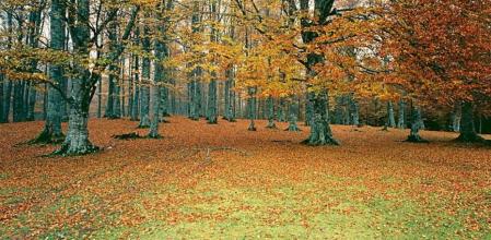 Hayeda en la Sierra de Aralar (Navarra)