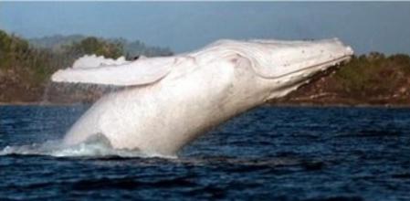 La ballena blanca Migaloo,fotografiada en el sur de Australia en 2013
