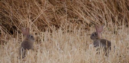 Conejos en un campo recién sembrado en la comarca de les Garrigues