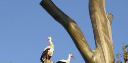 Las cigüeñas en Doñana son unos de los alicientes de un entorno de más de cien mil hectáreas