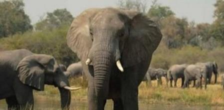 Elefante africano en el Delta del Okavango (Botswana)
