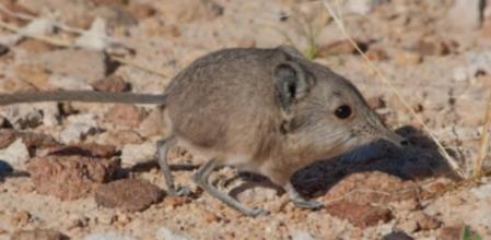 Sengi o musaraña elefante 'Macroscelides micus'