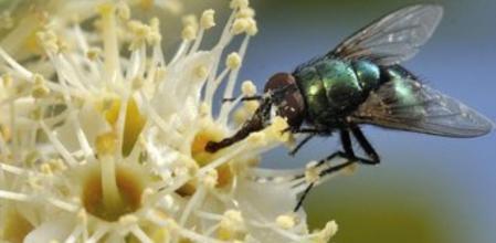 Las moscas, un astronauta más