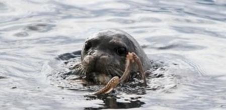 Foca monje del Mediterráneo devorando un pulpo en aguas de la costa de Grecia
