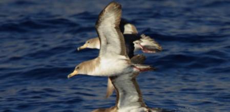 Imagen que muestra ejemplares de pardelas cenicientas