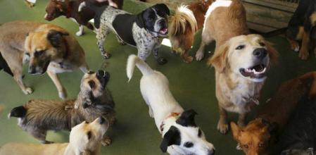 Las protectoras se encargan de cuidar y curar a los animales que tienen a su cargo hasta que alguien les adopte