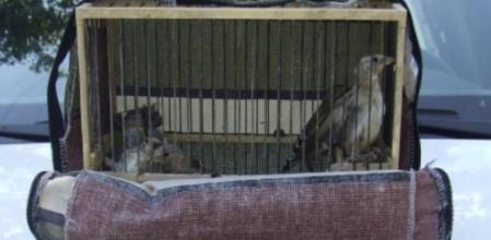 Ejemplares de fringílidos recuperados por los cuerpos policiales