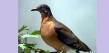 La paloma migratoria o paloma de la Carolina ('Ectopistes migratorius'), ejemplar disecado que se conserva en el Museo Real de Ontario en Toronto (Canadá)