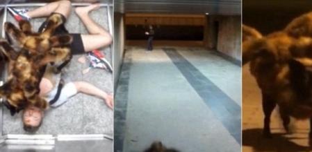 La broma con cámara oculta del perro-araña mutante