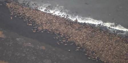 Concentración de morsas en la costa de Alaska provocada por la falta de hielo en alta mar, imagen captada por un vuelo de reconocimiento el 27 de septiembre