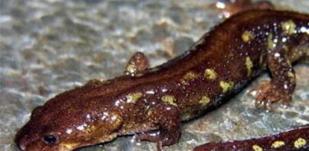 El Tritó del Montseny